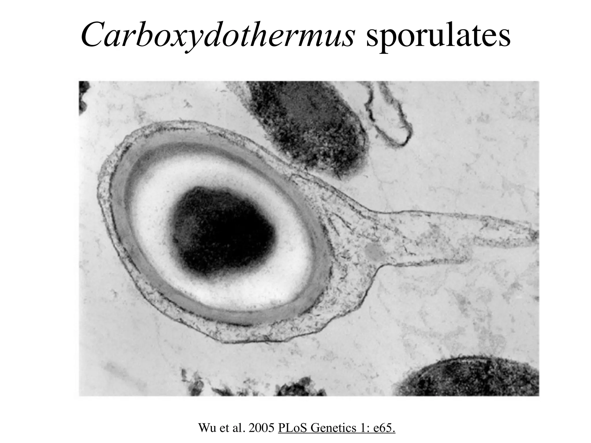 Carboxydothermus sporulates




       Wu et al. 2005 PLoS Genetics 1: e65.
 