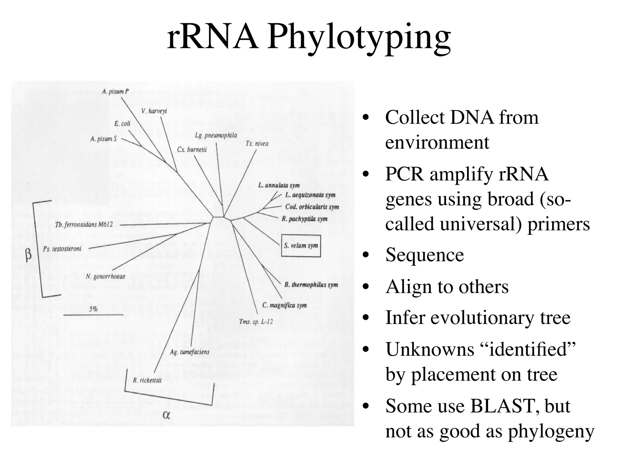 rRNA Phylotyping

          • Collect DNA from
            environment
          • PCR amplify rRNA
            genes using broad (so-
            called universal) primers
          • Sequence
          • Align to others
          • Infer evolutionary tree
          • Unknowns “identiﬁed”
            by placement on tree
          • Some use BLAST, but
            not as good as phylogeny
 