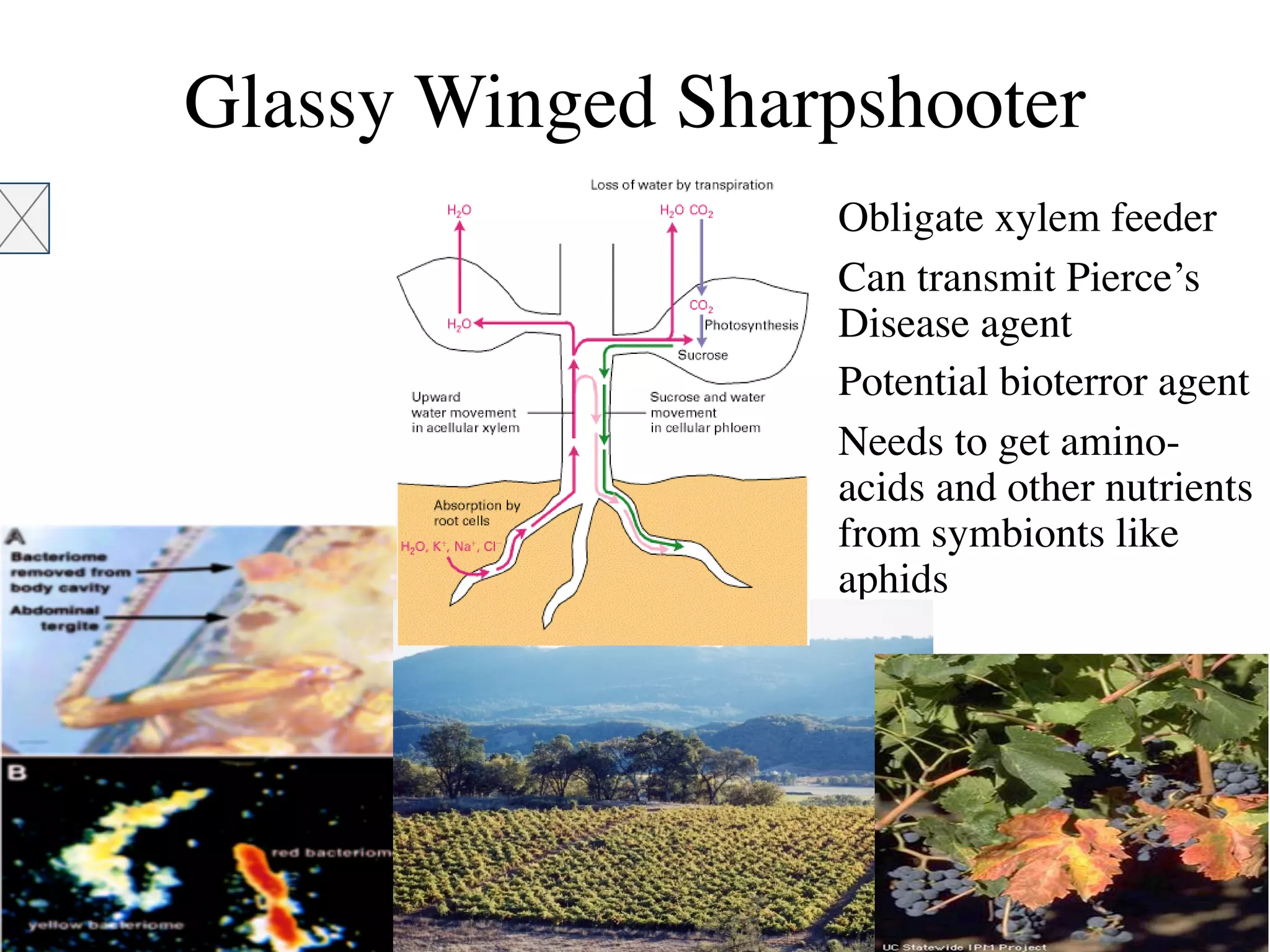 Glassy Winged Sharpshooter
                 • Obligate xylem feeder
                 • Can transmit Pierce’s
                   Disease agent
                 • Potential bioterror agent
                 • Needs to get amino-
                   acids and other nutrients
                   from symbionts like
                   aphids
 
