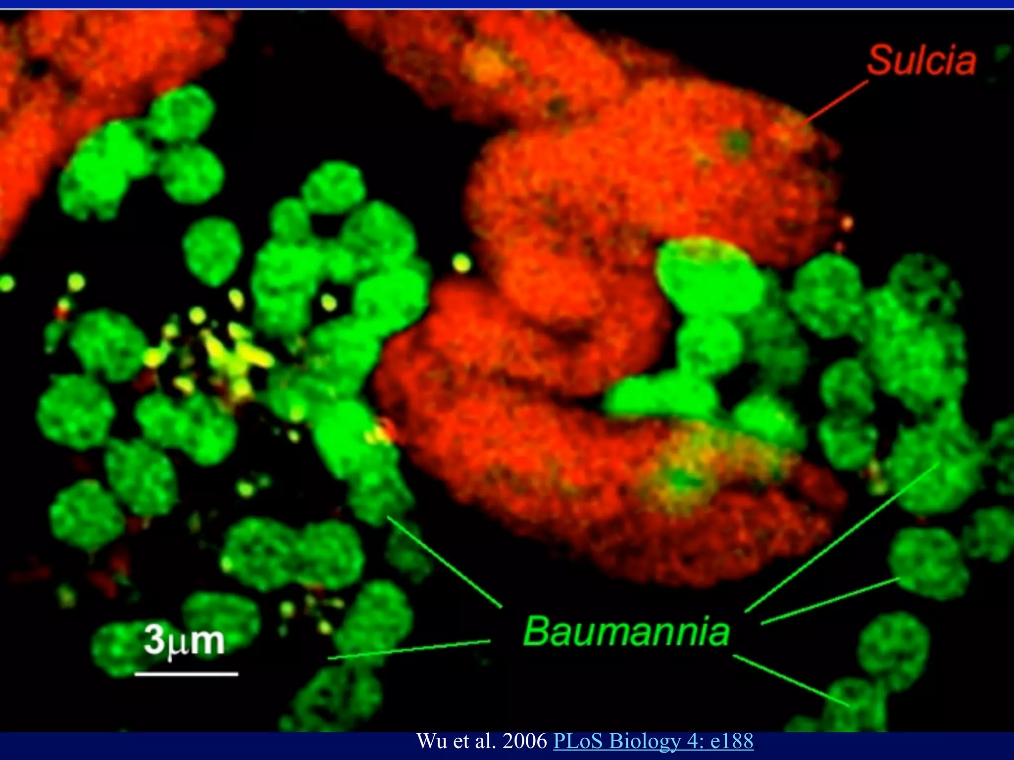 Wu et al. 2006 PLoS Biology 4: e188.
 