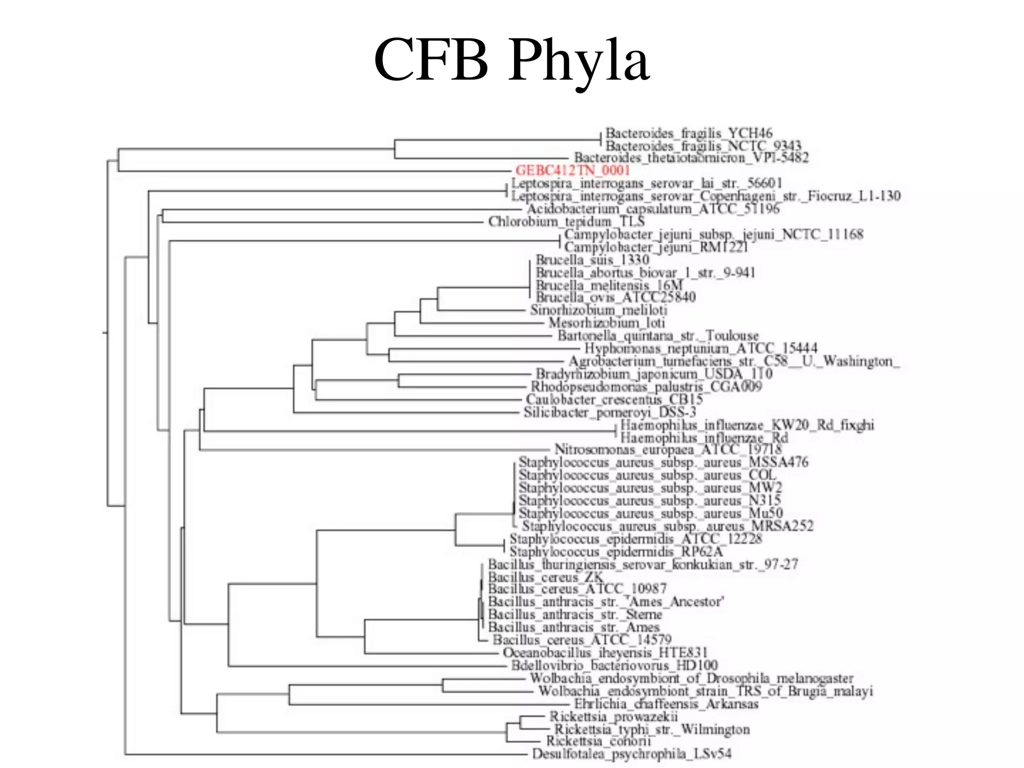 CFB Phyla
 