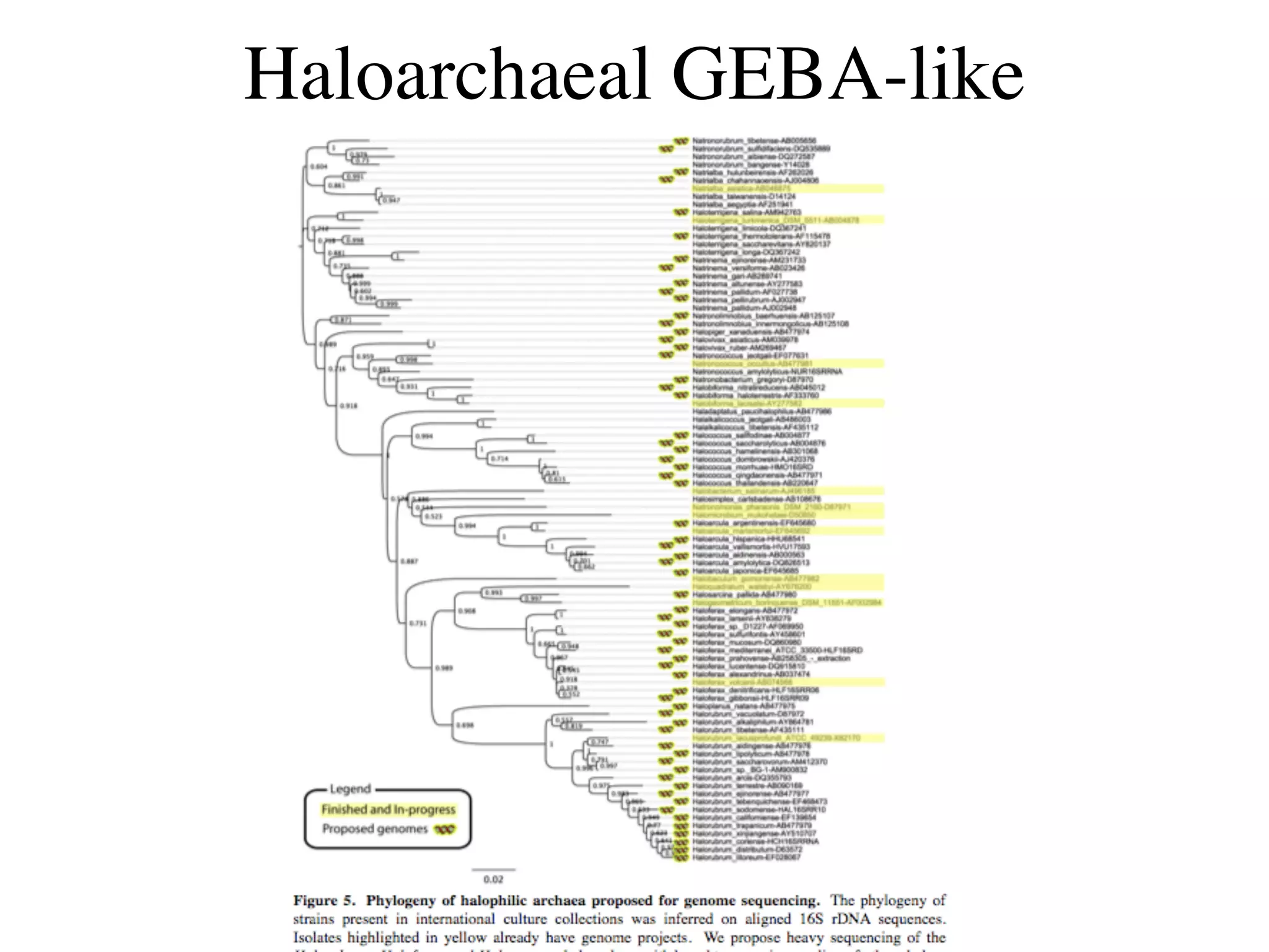 Haloarchaeal GEBA-like
 