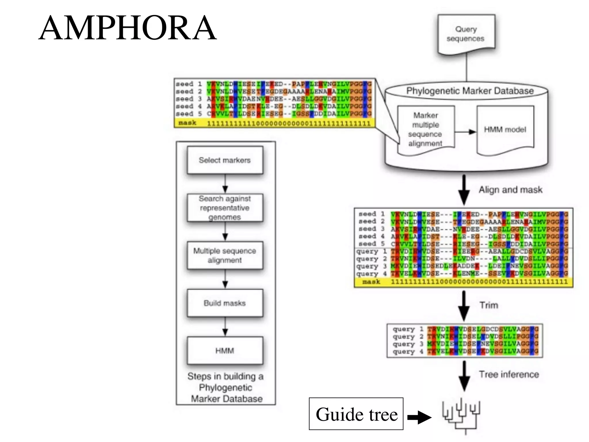 AMPHORA




          Guide tree
 