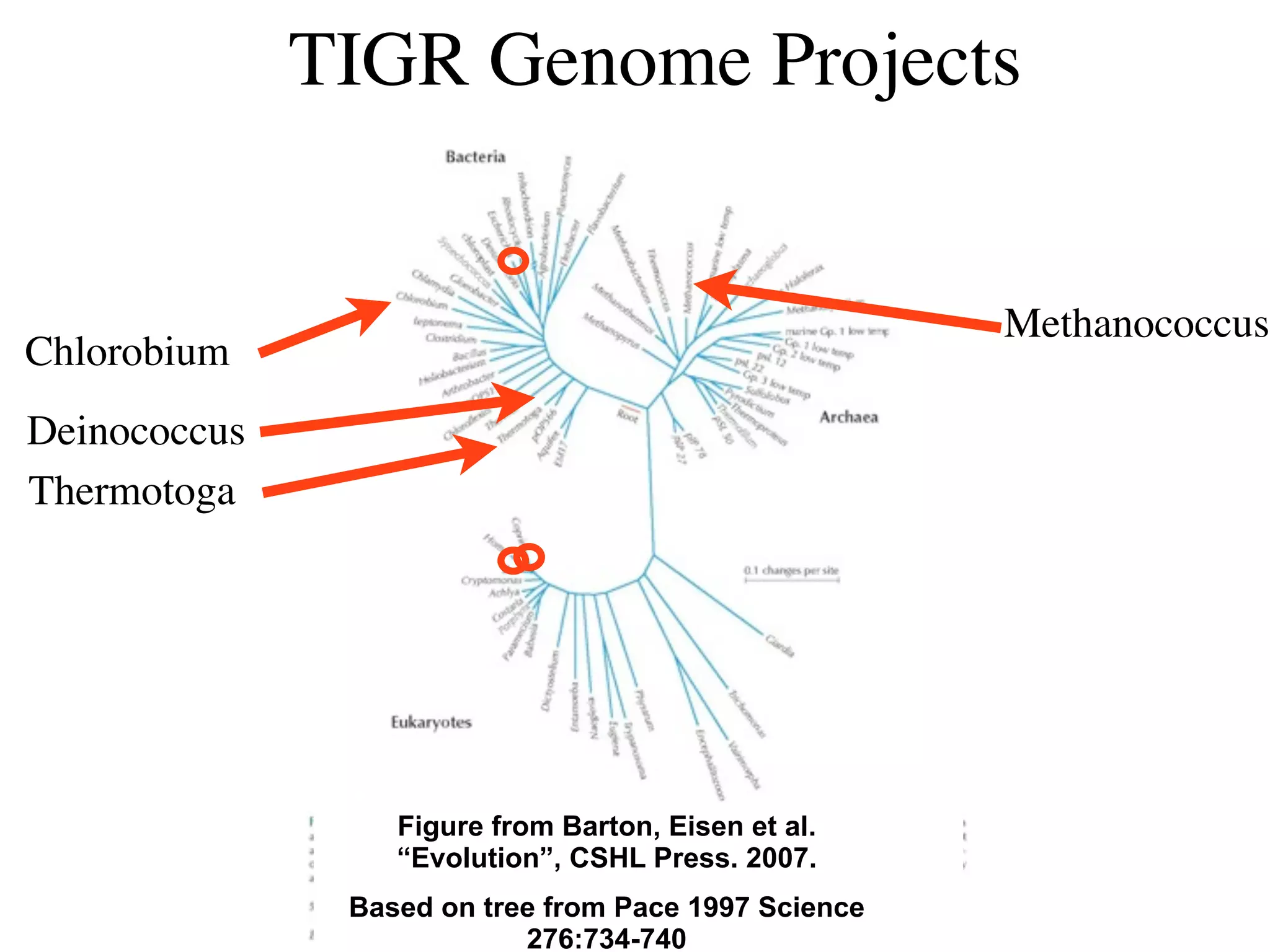 TIGR Genome Projects


                                                      Methanococcus
Chlorobium
Deinococcus
Thermotoga




                  Figure from Barton, Eisen et al.
                  “Evolution”, CSHL Press. 2007.
               Based on tree from Pace 1997 Science
                           276:734-740
 