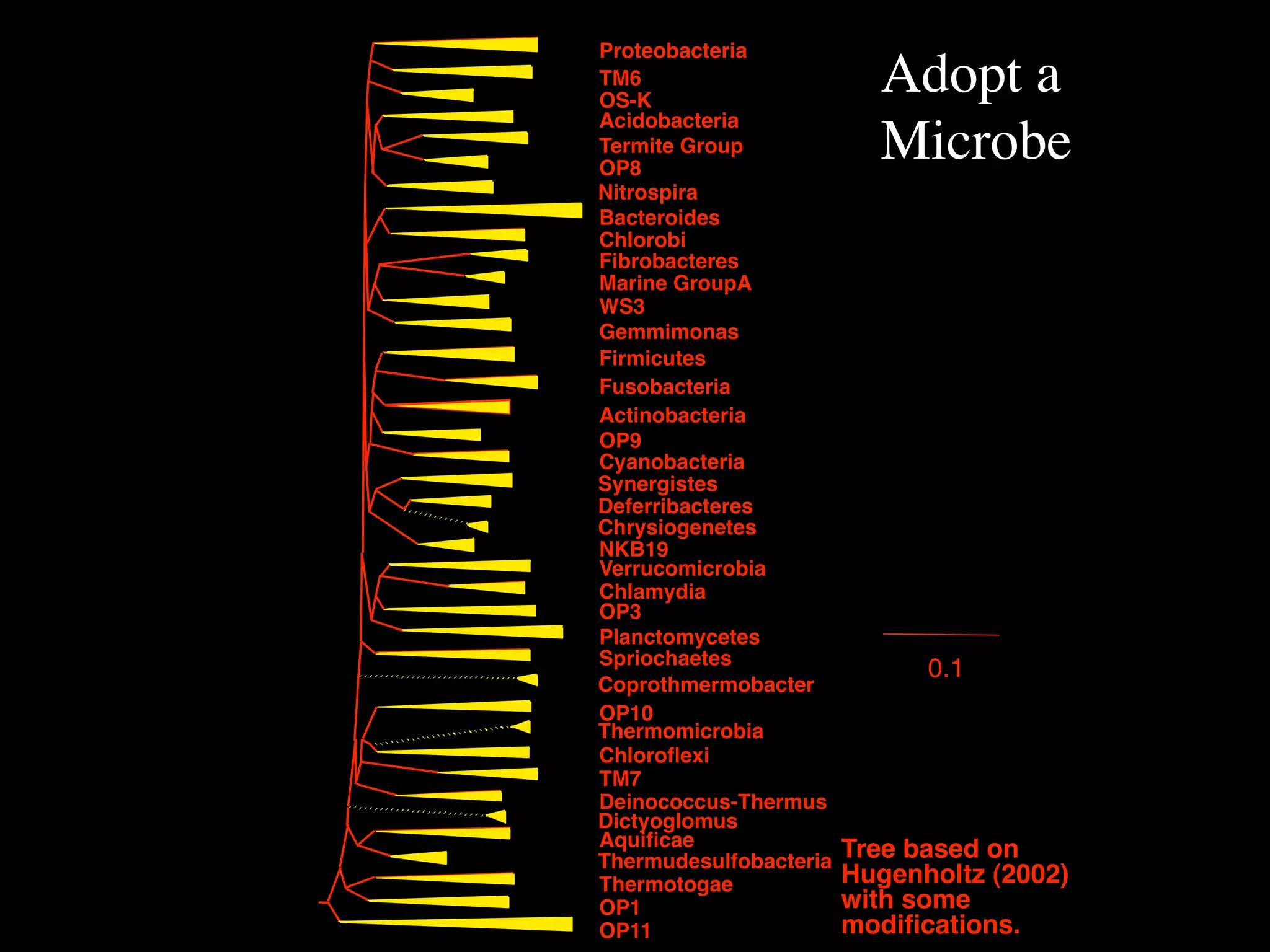 Proteobacteria
TM6
OS-K
                          Adopt a
Acidobacteria
Termite Group
OP8
                          Microbe
Nitrospira
Bacteroides
Chlorobi
Fibrobacteres
Marine GroupA
WS3
Gemmimonas
Firmicutes
Fusobacteria
Actinobacteria
OP9
Cyanobacteria
Synergistes
Deferribacteres
Chrysiogenetes
NKB19
Verrucomicrobia
Chlamydia
OP3
Planctomycetes
Spriochaetes
                              0.1
Coprothmermobacter
OP10
Thermomicrobia
Chloroﬂexi
TM7
Deinococcus-Thermus
Dictyoglomus
Aquiﬁcae                Tree based on
Thermudesulfobacteria
Thermotogae             Hugenholtz (2002)
OP1                     with some
OP11                    modiﬁcations.
 