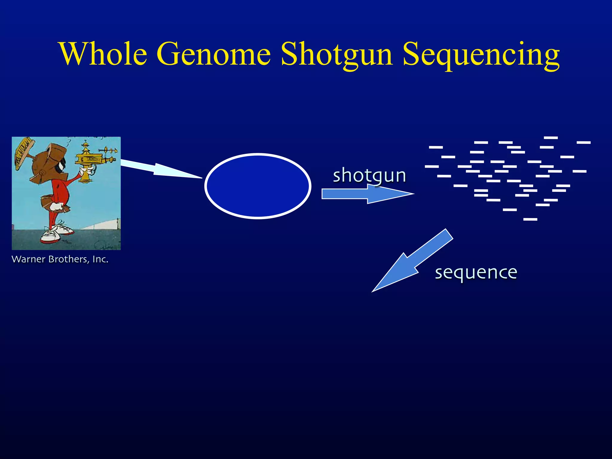Whole Genome Shotgun Sequencing


                         shotgun


Warner Brothers, Inc.
                                   sequence
 