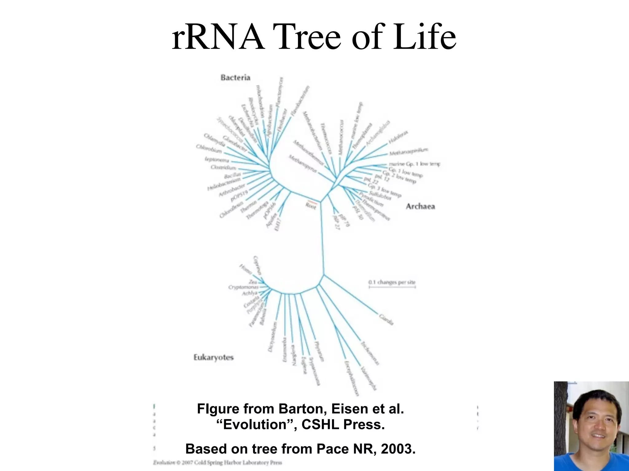 rRNA Tree of Life




 FIgure from Barton, Eisen et al.
    “Evolution”, CSHL Press.
Based on tree from Pace NR, 2003.
 