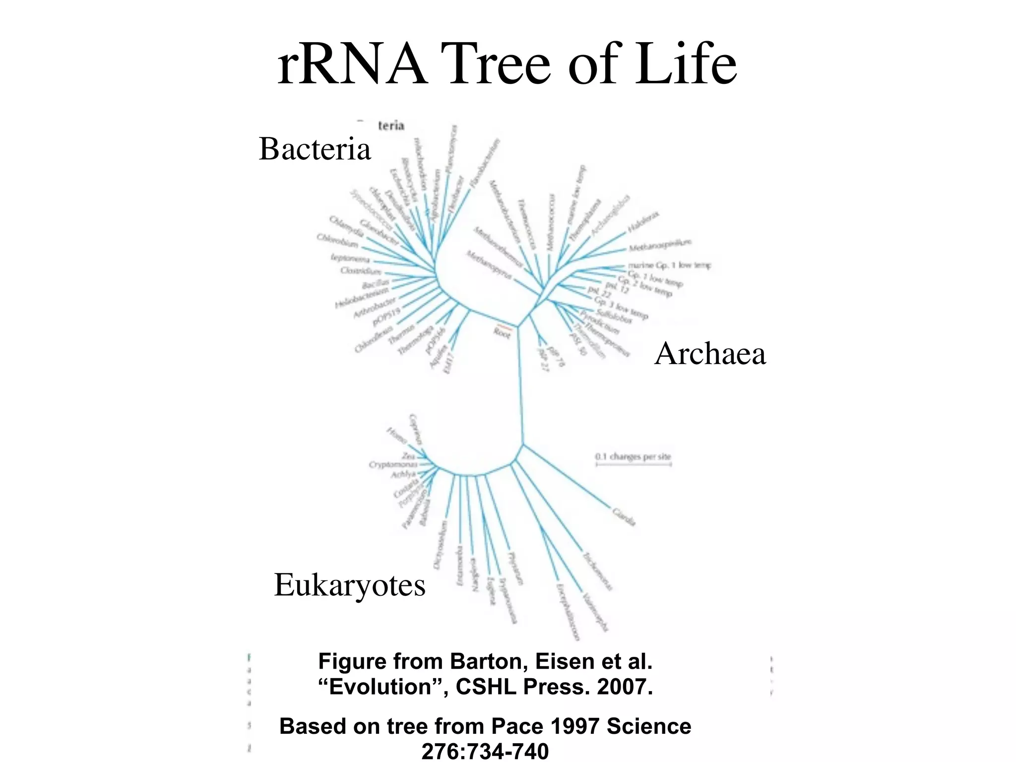 rRNA Tree of Life
Bacteria




                                       Archaea




 Eukaryotes

    Figure from Barton, Eisen et al.
    “Evolution”, CSHL Press. 2007.
 Based on tree from Pace 1997 Science
             276:734-740
 