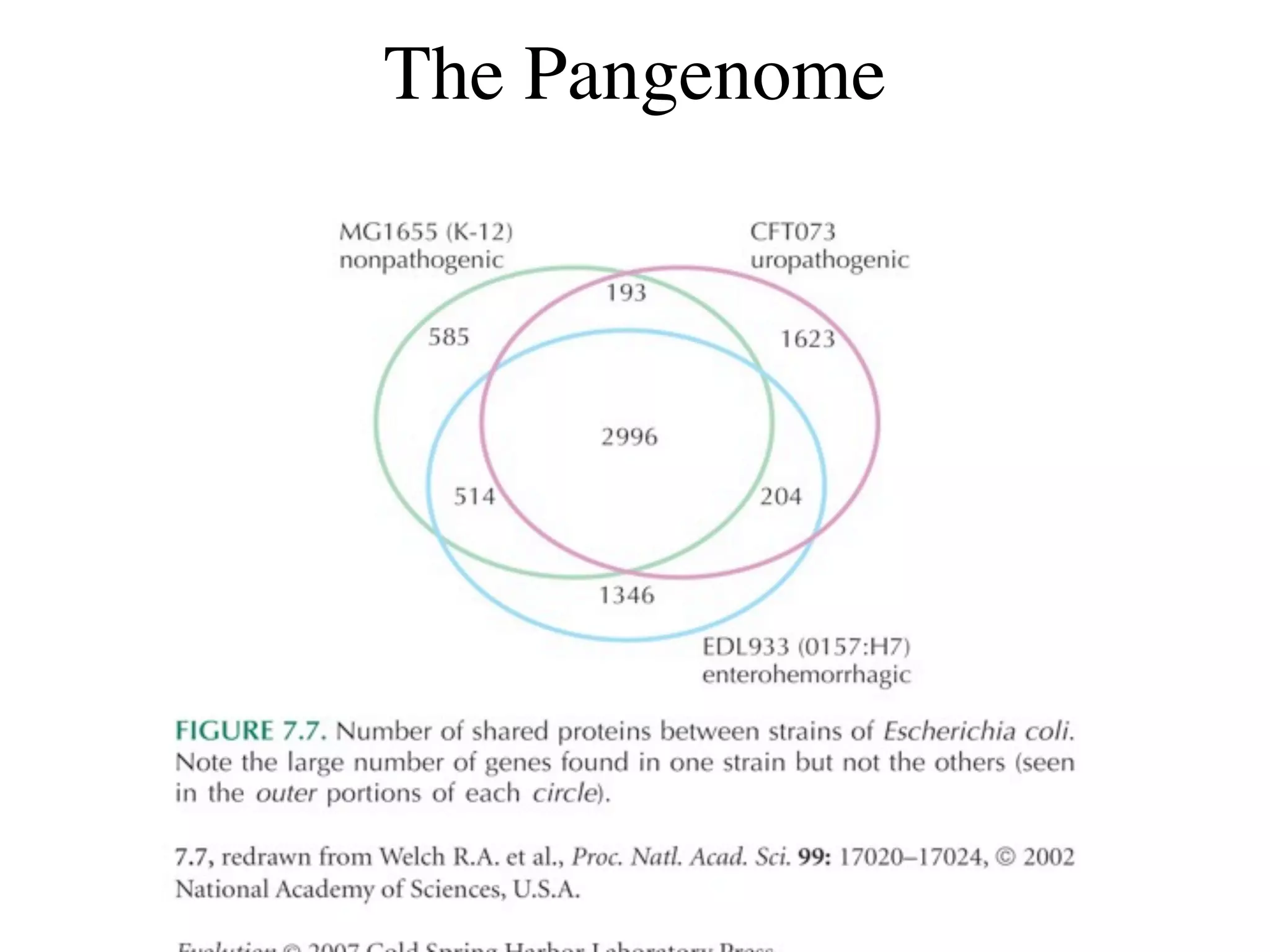 The Pangenome
 