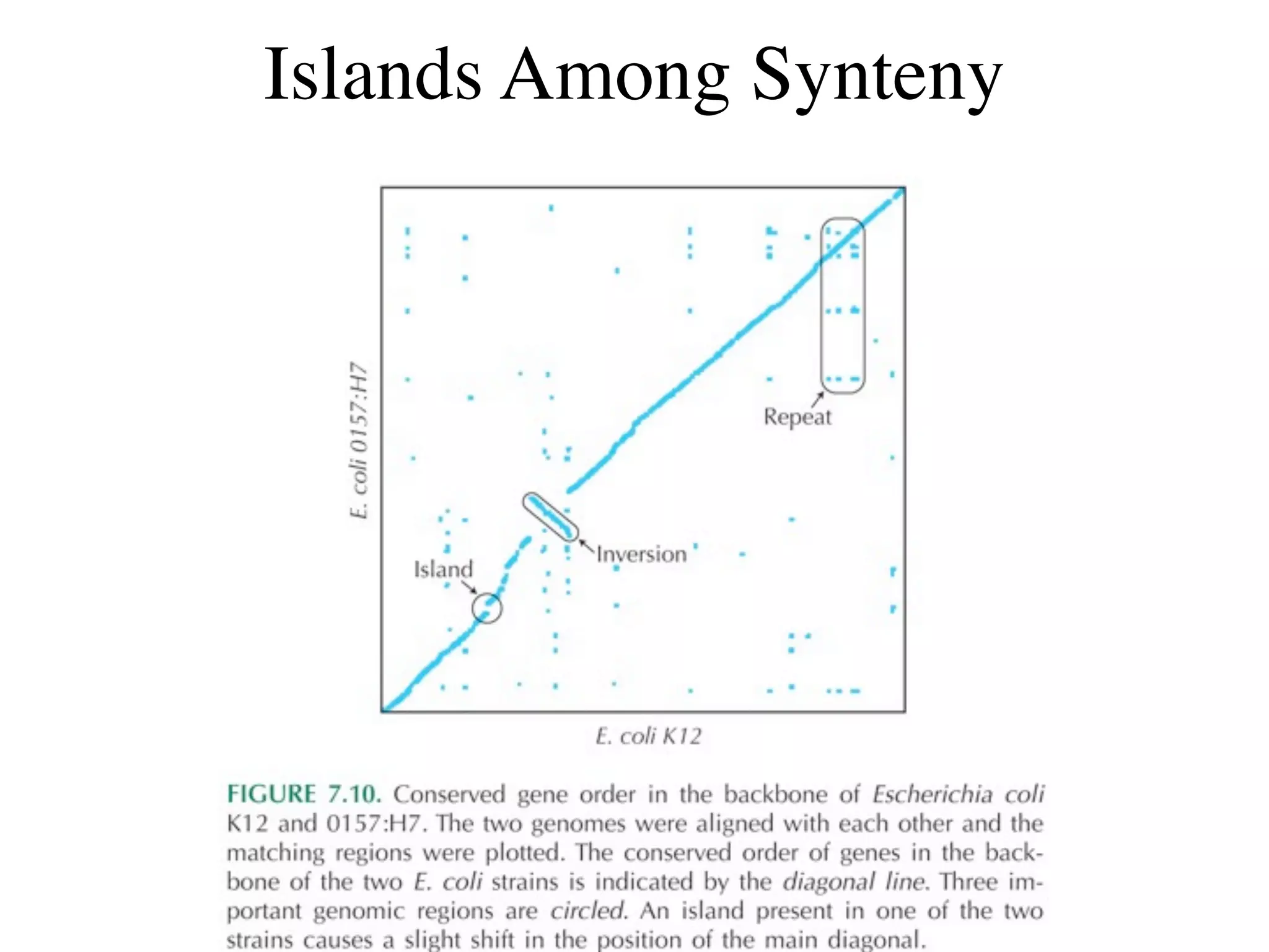 Islands Among Synteny
 
