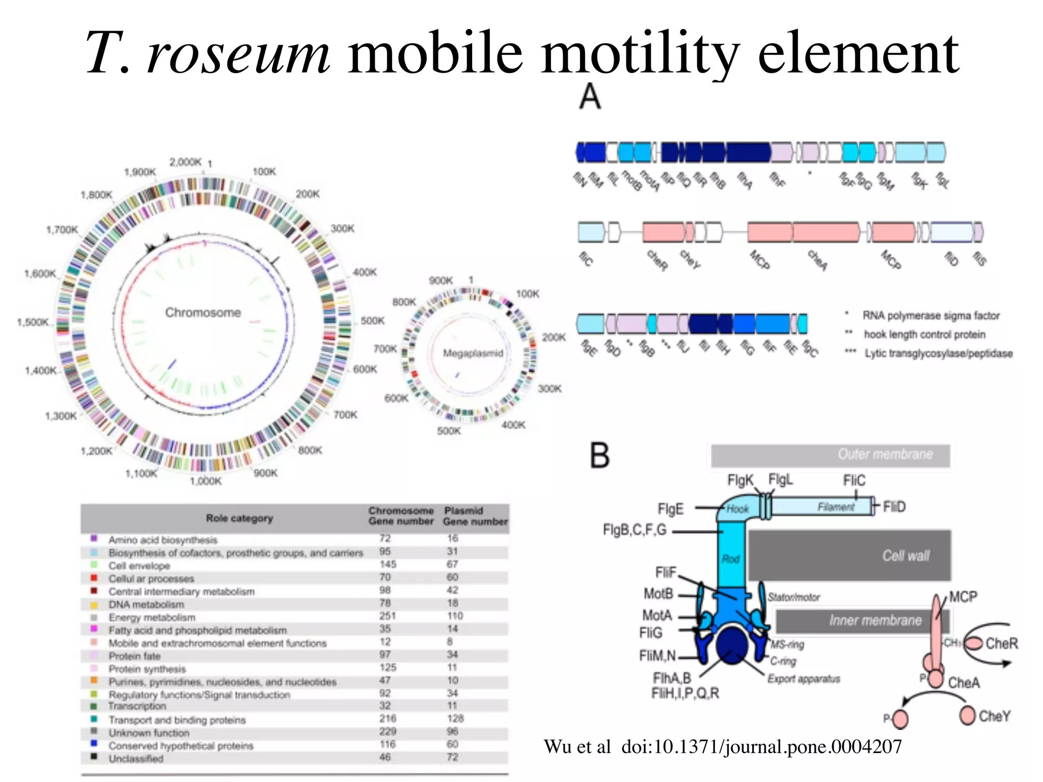 T. roseum mobile motility element




                 Wu et al doi:10.1371/journal.pone.0004207
 