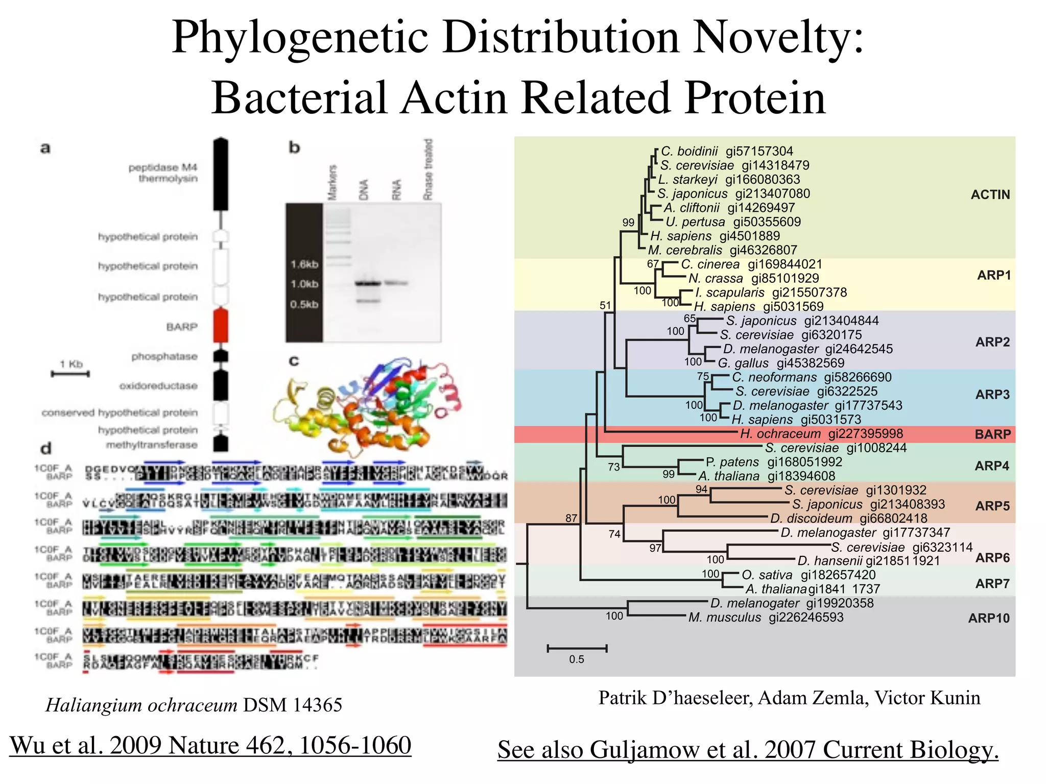 Phylogenetic Distribution Novelty:
                Bacterial Actin Related Protein
                                                                2"#3)&4&*&& !"#*)$*),+%
                                                                5"#$-.-6&0&1- !"#$%,$-%)(
                                                               7"#0(1.8-9& !"#$''+-+,',!
                                                               5"#:1,)*&$/0 !"#&$,%+)+-+                                   !"#$%
                                                                 !"#$%&'()*&& !"#$%&'(%()
                                                         ((      +"#,-.(/01 !"#*+,**'+(
                                                              ;"#01,&-*0 !"#%*+$--(
                                                             <"#$-.-3.1%&0 !"#%',&'-+)
                                                             ')     2"#$&*-.-1 !"#$'(-%%+&$
                                                                       ="#$.1001 !"#-*$+$(&(                                !&'(
                                                           $++          >"#0$1,/%1.&0 !"#&$**+),)-!
                                                    *$          $++ ;"#01,&-*0 !"#*+,$*'(
                                                                     '*        5"#:1,)*&$/0 !"#&$,%+%-%%
                                                                  $++         5"#$-.-6&0&1- !"#',&+$)*
                                                                                                                            !&')
                                                                              ?"#@-%1*)A10(-. !"#&%'%&*%*
                                                                     $++ B"#A1%%/0# "#%*,-&*'(
                                                                         )*     2"#*-)').@1*0 !"#*-&'''(+
                                                                                 5"#$-.-6&0&1- !"#',&&*&*                   !&'*
                                                                      $++       ?"#@-%1*)A10(-. !"#$)),)*%,
                                                                         $++ ;"#01,&-*0 !"#*+,$*),!
                                                                                  ;"#)$C.1$-/@ !"#&&),(*((-                 +!&'
                                                                                       5"#$-.-6&0&1- !"#$++-&%%!
                                                     ),                    ."#,1(-*0 !"#$'-+*$((&!                          !&',
                                                                 ((      !"#(C1%&1*1 !"#$-,(%'+-!
                                                                        (%                 5"#$-.-6&0&1- !"#$,+$(,&
                                                               $++                          5"#:1,)*&$/0 !"#&$,%+-,(,!      !&'-
                                             -)                                         ?"#4&0$)&4-/@ !"#''-+&%$-
                                                      )%                                  ?"#@-%1*)A10(-. !"#$)),),%)
                                                              ()                                   5"#$-.-6&0&1- !"#',&,$$%
                                                                           $++               ?"#C1*0-*&&!"#&$-*$ $(&$       !&'.
                                                                          $++     D"#01(&61 !"#$-&'*)%&+!
                                                                                   !"#(C1%&1*1!"#$-%$ $),)                  !&'/
                                                                            ?"#@-%1*)A1(-. !"#$((&+,*-
                                                     $++               <"#@/0$/%/0 !"#&&'&%'*(,                           !&'(0


                                             +/*!



   Haliangium ochraceum DSM 14365                   Patrik D’haeseleer, Adam Zemla, Victor Kunin

Wu et al. 2009 Nature 462, 1056-1060   See also Guljamow et al. 2007 Current Biology.
 