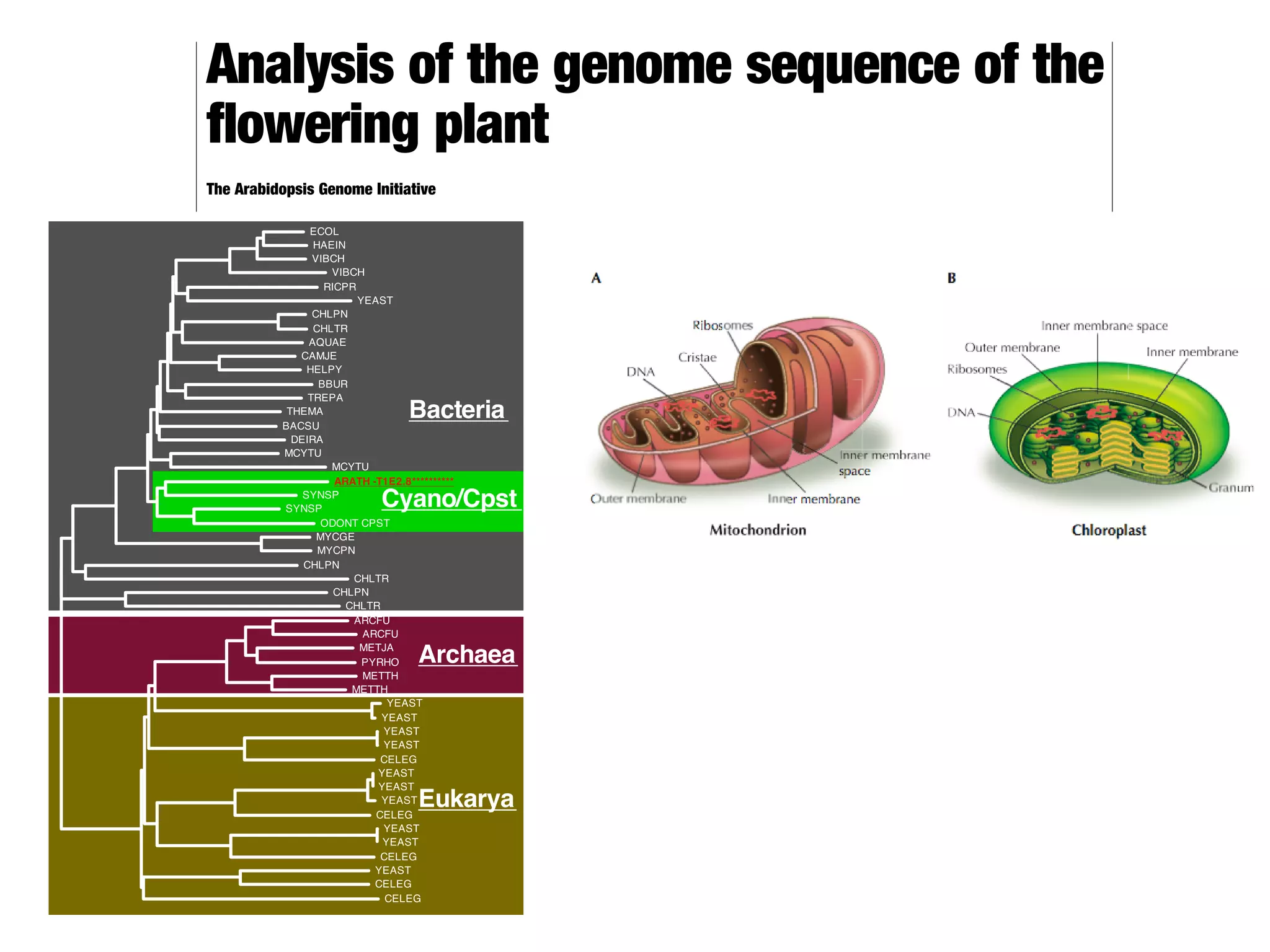 articles

Analysis of the genome sequence of the
¯owering plant
The Arabidopsis Genome Initiative
  Authorship of this paper should be cited as `The Arabidopsis Genome Iniative'. A full list of contributors appears at the end of this paper
..........................................................................................................................................................................................................................................................................
                                                                                                                              .                                                                                                                             .

The ¯owering plant                          is an important model system for identifying genes and determining their functions.
Here we report the analysis of the genomic sequence of                 . The sequenced regions cover 115.4 megabases of the
125-megabase genome and extend into centromeric regions. The evolution of                   involved a whole-genome duplication,
followed by subsequent gene loss and extensive local gene duplications, giving rise to a dynamic genome enriched by lateral gene
transfer from a cyanobacterial-like ancestor of the plastid. The genome contains 25,498 genes encoding proteins from 11,000
families, similar to the functional diversity of            and                           the other sequenced multicellular
eukaryotes.               has many families of new proteins but also lacks several common protein families, indicating that the sets
of common proteins have undergone differential expansion and contraction in the three multicellular eukaryotes. This is the ®rst
complete genome sequence of a plant and provides the foundations for more comprehensive comparison of conserved processes
in all eukaryotes, identifying a wide range of plant-speci®c gene functions and establishing rapid systematic ways to identify
genes for crop improvement.




                                                     C. elegans                      Drosophila

                                                                                                                                        Overview of sequencing strategy




    Arabidopsis thaliana



                                                                Arabidopsis




                                                                                          Arabidopsis
 