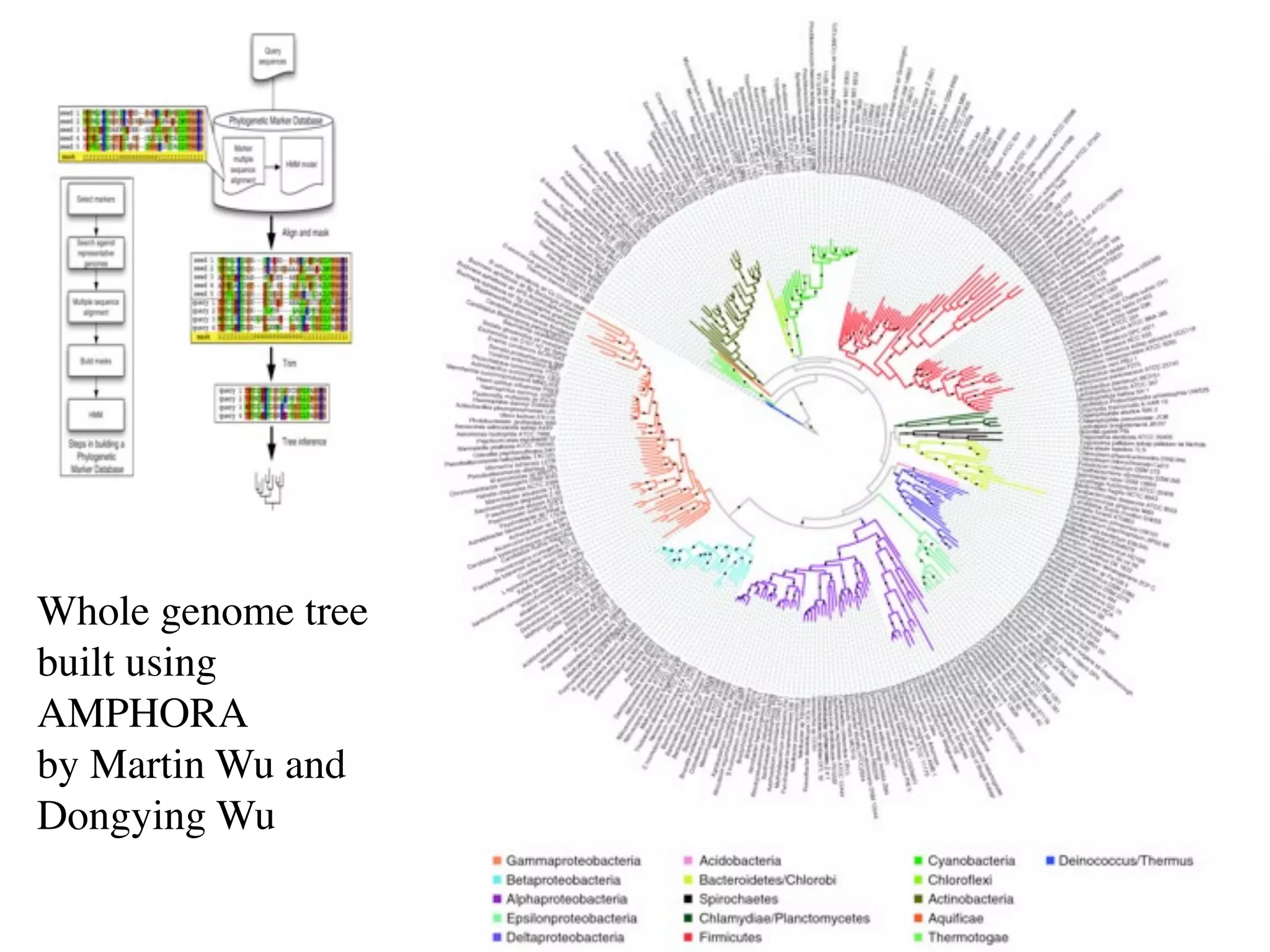 Wh




Whole genome tree
built using
AMPHORA
by Martin Wu and
Dongying Wu
 