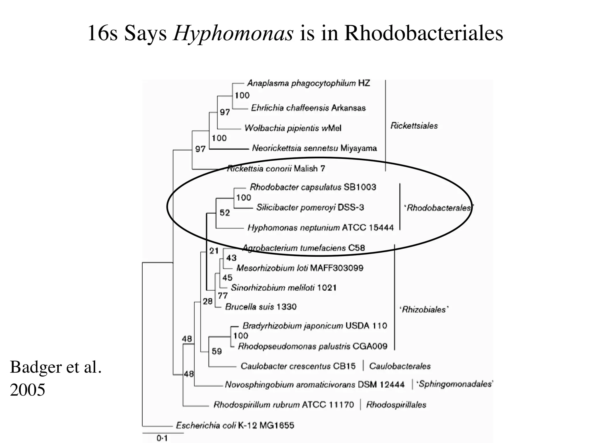 16s Says Hyphomonas is in Rhodobacteriales




Badger et al.
2005
 