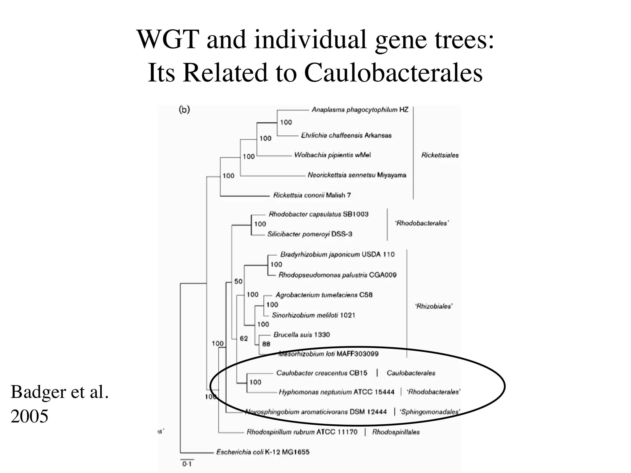 WGT and individual gene trees:
                Its Related to Caulobacterales




Badger et al.
2005
 