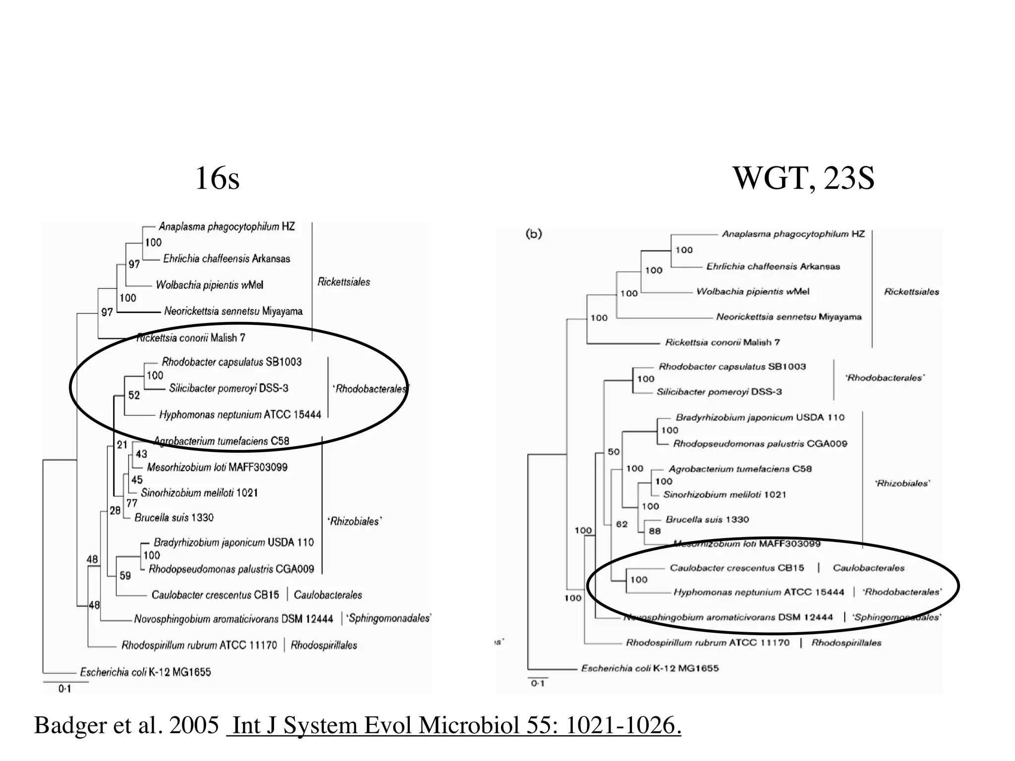 16s                                              WGT, 23S




Badger et al. 2005 Int J System Evol Microbiol 55: 1021-1026.
 