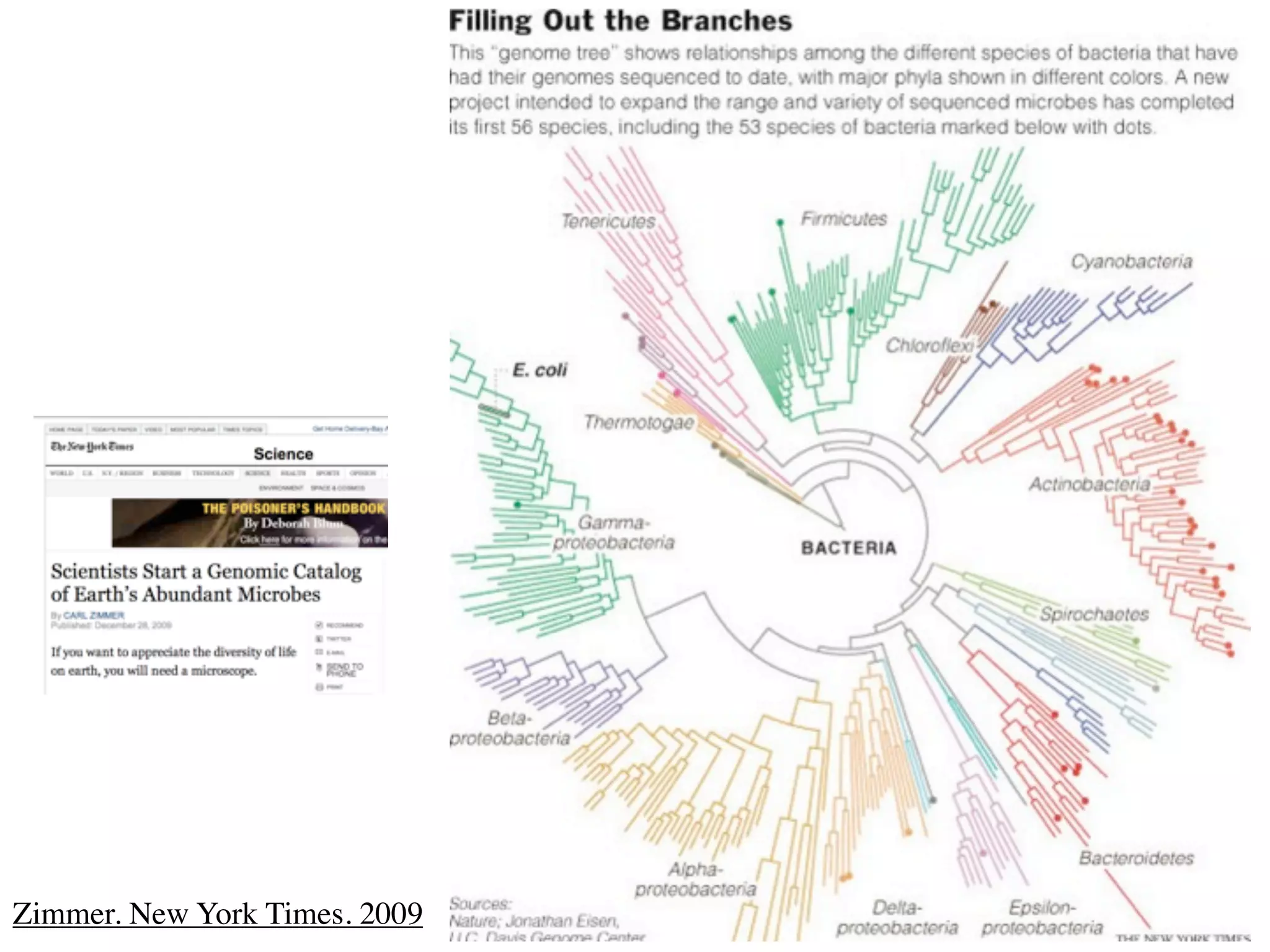 Zimmer. New York Times. 2009
 