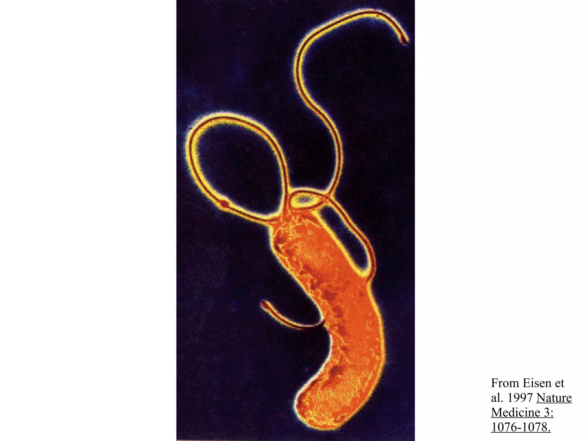 From Eisen et
al. 1997 Nature
Medicine 3:
1076-1078.
 