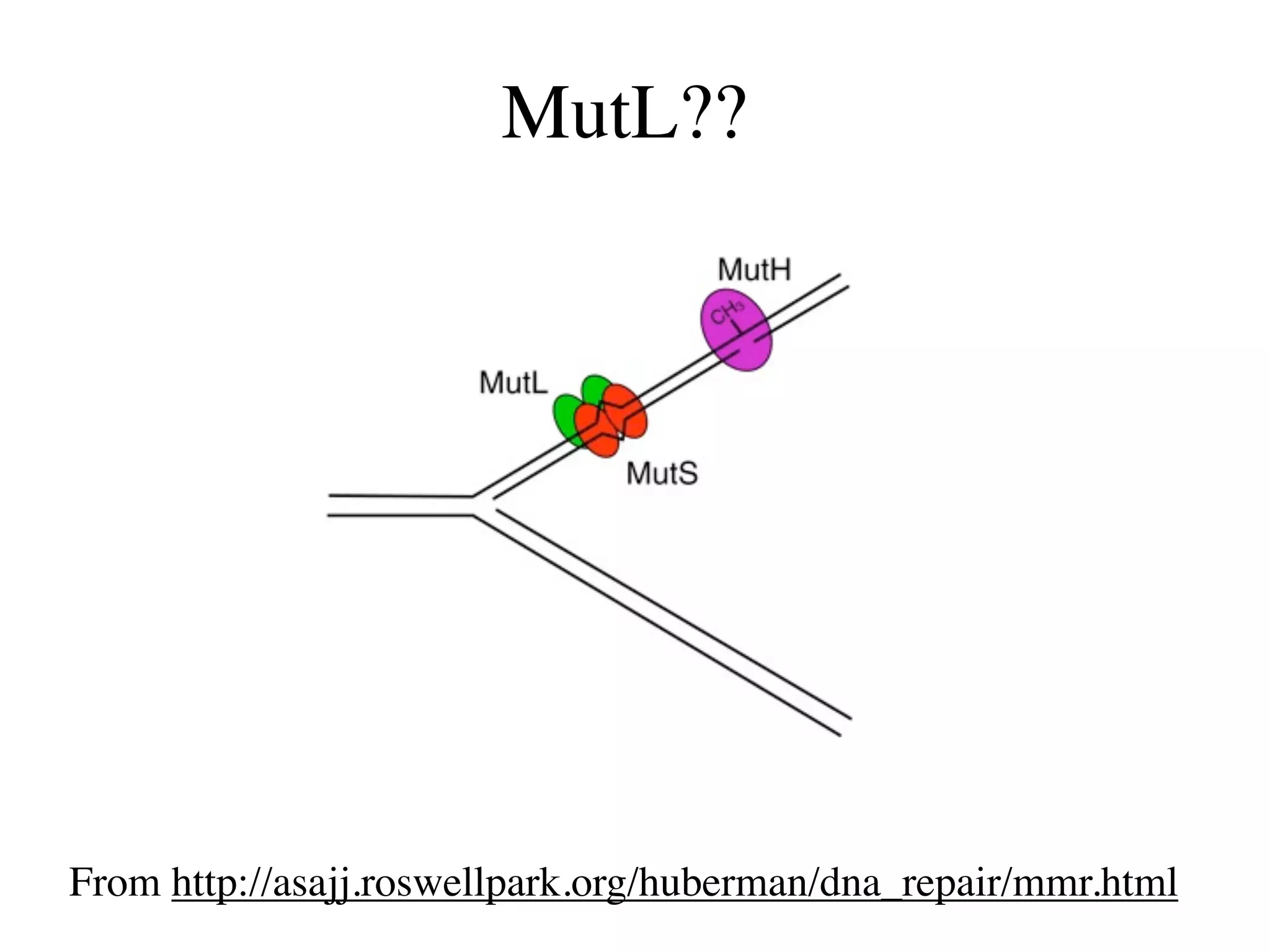 MutL??




From http://asajj.roswellpark.org/huberman/dna_repair/mmr.html
 