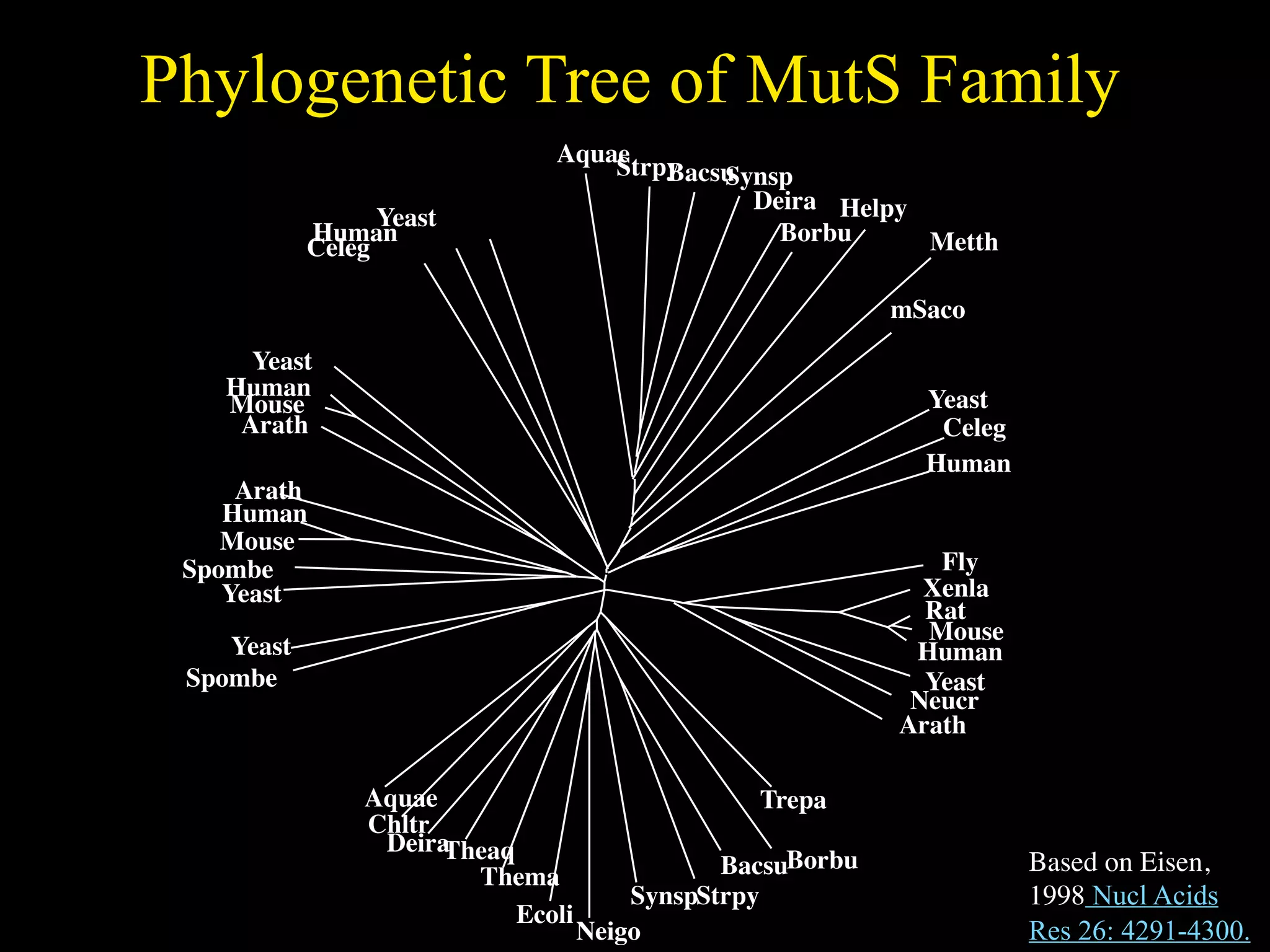 Phylogenetic Tree of MutS Family
                               Aquae
                                   Strpy
                                       Bacsu
                                           Synsp
                                             Deira Helpy
                  Yeast
            Human                              Borbu     Metth
            Celeg

                                                            mSaco
      Yeast
    Human                                                     Yeast
    Mouse
     Arath                                                     Celeg
                                                              Human
     Arath
    Human
    Mouse
 Spombe                                                        Fly
    Yeast                                                     Xenla
                                                              Rat
                                                              Mouse
    Yeast                                                    Human
 Spombe                                                       Yeast
                                                             Neucr
                                                            Arath

                Aquae                            Trepa
                Chltr
                 DeiraTheaq
                        Thema                  BacsuBorbu              Based on Eisen,
                                        SynspStrpy                     1998 Nucl Acids
                            Ecoli
                                    Neigo                              Res 26: 4291-4300.
 