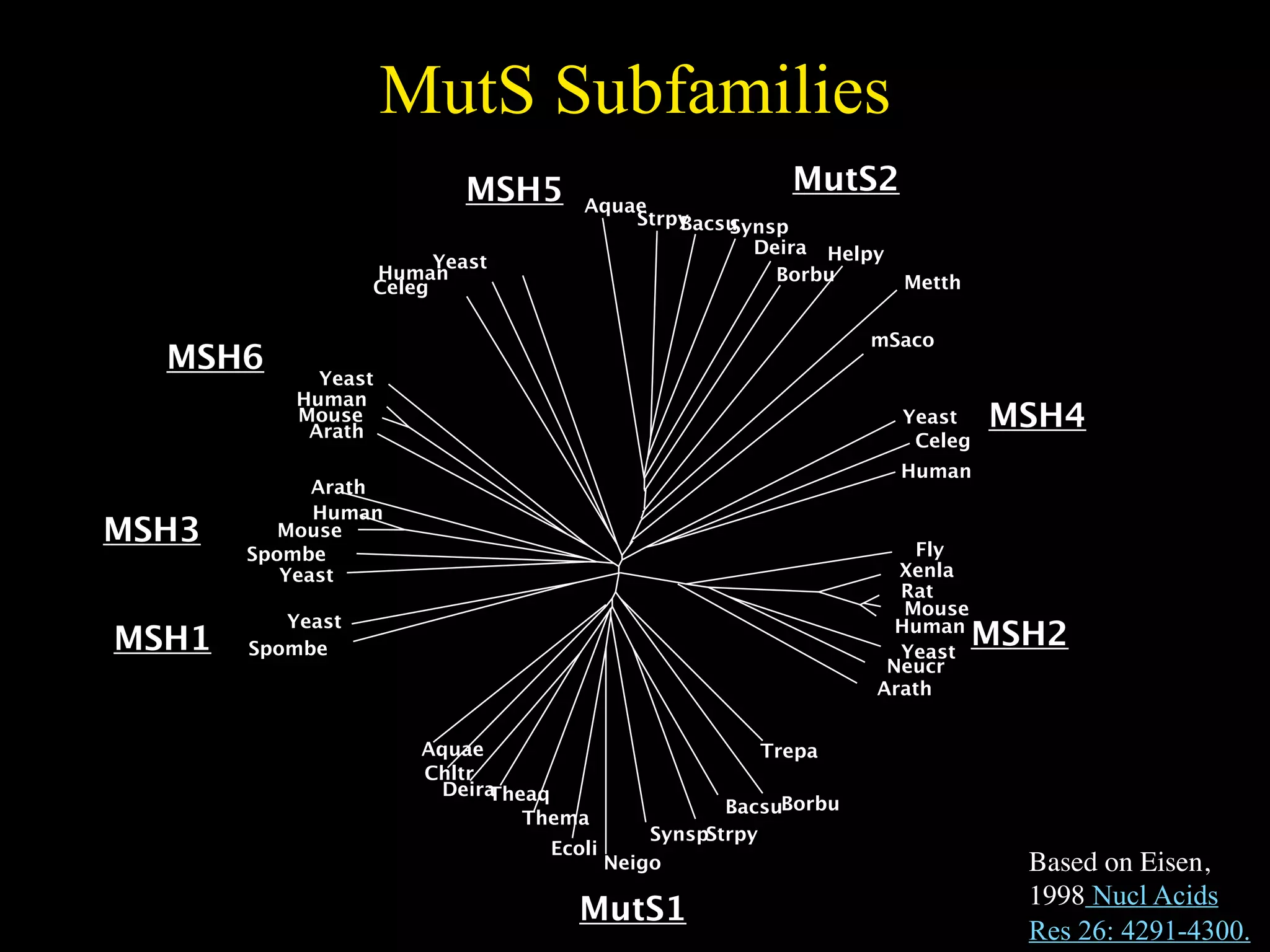 MutS Subfamilies
                          MSH5                        MutS2
                                   Aquae
                                       Strpy
                                           Bacsu
                                               Synsp
                                                 Deira Helpy
                        Yeast
                  Human                            Borbu        Metth
                  Celeg

                                                              mSaco
  MSH6       Yeast
           Human
           Mouse
            Arath
                                                                Yeast    MSH4
                                                                 Celeg
                                                                Human
             Arath
             Human
MSH3      Mouse
                                                                  Fly
       Spombe
          Yeast                                                 Xenla
                                                                Rat
                                                                 Mouse
          Yeast
MSH1   Spombe
                                                                Human
                                                                Yeast
                                                                         MSH2
                                                               Neucr
                                                              Arath


                      Aquae                        Trepa
                      Chltr
                        Deira
                            Theaq
                                                 BacsuBorbu
                               Thema
                                          SynspStrpy
                                Ecoli
                                      Neigo                                Based on Eisen,
                                                                           1998 Nucl Acids
                                   MutS1
                                                                           Res 26: 4291-4300.
 