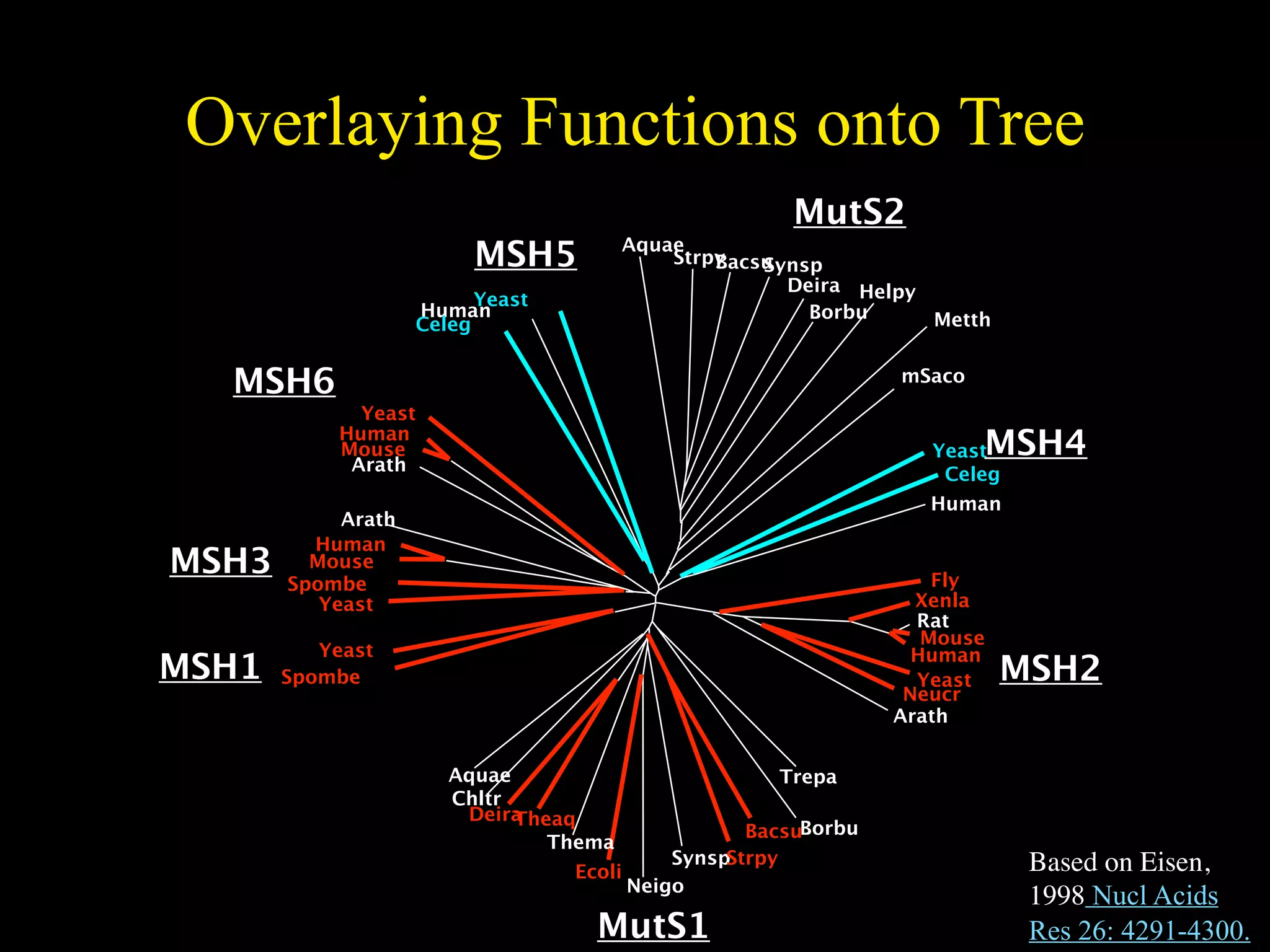 Overlaying Functions onto Tree
                                                      MutS2
                         MSH5           Aquae
                                            Strpy
                                                Bacsu
                                                    Synsp
                                                      Deira Helpy
                          Yeast
                    Human                               Borbu     Metth
                    Celeg


  MSH6                                                          mSaco
              Yeast
            Human
            Mouse
             Arath
                                                                   YeastMSH4
                                                                    Celeg
                                                                   Human
            Arath
         Human
MSH3     Mouse
                                                                    Fly
       Spombe
          Yeast                                                   Xenla
                                                                  Rat
                                                                   Mouse
          Yeast                                                   Human
MSH1   Spombe                                                     Yeast    MSH2
                                                                 Neucr
                                                                Arath


                       Aquae                         Trepa
                       Chltr
                        DeiraTheaq
                                                   BacsuBorbu
                                Thema
                                            SynspStrpy                      Based on Eisen,
                                  Ecoli
                                        Neigo
                                                                            1998 Nucl Acids
                                    MutS1                                   Res 26: 4291-4300.
 