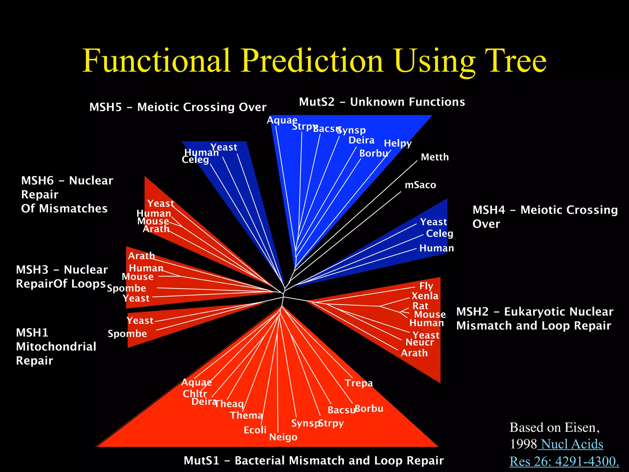 Functional Prediction Using Tree
           MSH5 - Meiotic Crossing Over               MutS2 - Unknown Functions
                                                Aquae
                                                    Strpy
                                                        Bacsu
                                                            Synsp
                                                              Deira Helpy
                                    Yeast
                              Human                             Borbu     Metth
                              Celeg

MSH6 - Nuclear                                                            mSaco
Repair
                      Yeast
Of Mismatches       Human                                                               MSH4 - Meiotic Crossing
                    Mouse                                                    Yeast      Over
                     Arath                                                    Celeg
                                                                             Human
                   Arath
MSH3 - Nuclear     Human
                 Mouse
RepairOf Loops Spombe                                                         Fly
                  Yeast                                                     Xenla
                                                                            Rat
                                                                             Mouse    MSH2 - Eukaryotic Nuclear
                   Yeast                                                    Human     Mismatch and Loop Repair
MSH1            Spombe                                                      Yeast
                                                                           Neucr
Mitochondrial
                                                                          Arath
Repair
                              Aquae                            Trepa
                              Chltr
                               DeiraTheaq
                                                             BacsuBorbu
                                       Thema
                                                      SynspStrpy
                                            Ecoli                                             Based on Eisen,
                                                  Neigo
                                                                                              1998 Nucl Acids
                              MutS1 - Bacterial Mismatch and Loop Repair                      Res 26: 4291-4300.
 