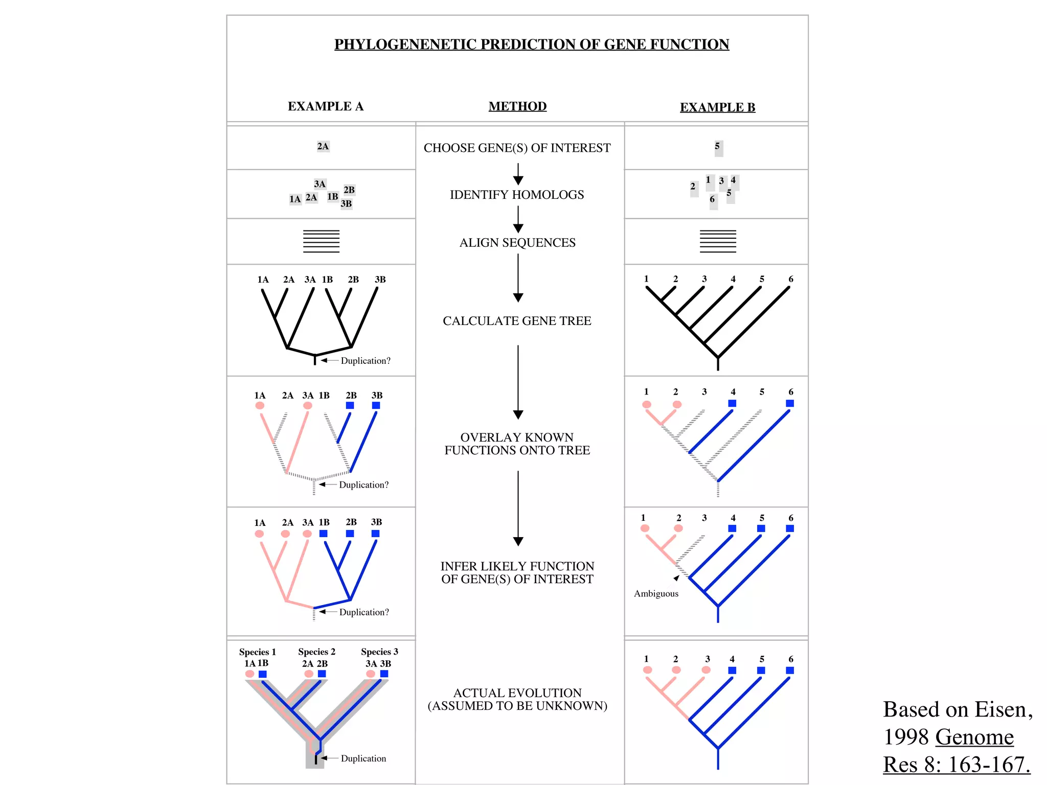 PHYLOGENENETIC PREDICTION OF GENE FUNCTION



            EXAMPLE A                                   METHOD                           EXAMPLE B

                     2A                         CHOOSE GENE(S) OF INTEREST                        5


                  3A                                                                          1 3 4
                       2B                                                                 2
                                                   IDENTIFY HOMOLOGS                             5
             1A 2A 1B 3B                                                                       6



                                                    ALIGN SEQUENCES

    1A      2A    3A 1B        2B      3B                                      1    2         3       4   5   6



                                                  CALCULATE GENE TREE


                             Duplication?


   1A       2A 3A 1B          2B      3B                                       1    2         3       4   5   6



                                                    OVERLAY KNOWN
                                                  FUNCTIONS ONTO TREE

                             Duplication?


            2A 3A 1B          2B      3B                                      1      2        3       4   5   6
   1A



                                                  INFER LIKELY FUNCTION
                                                  OF GENE(S) OF INTEREST
                                                                             Ambiguous
                             Duplication?



Species 1        Species 2          Species 3
 1A 1B            2A 2B              3A 3B                                     1    2         3       4   5   6


                                                    ACTUAL EVOLUTION
                                                (ASSUMED TO BE UNKNOWN)
                                                                                                                  Based on Eisen,
                                                                                                                  1998 Genome
                             Duplication
                                                                                                                  Res 8: 163-167.
 