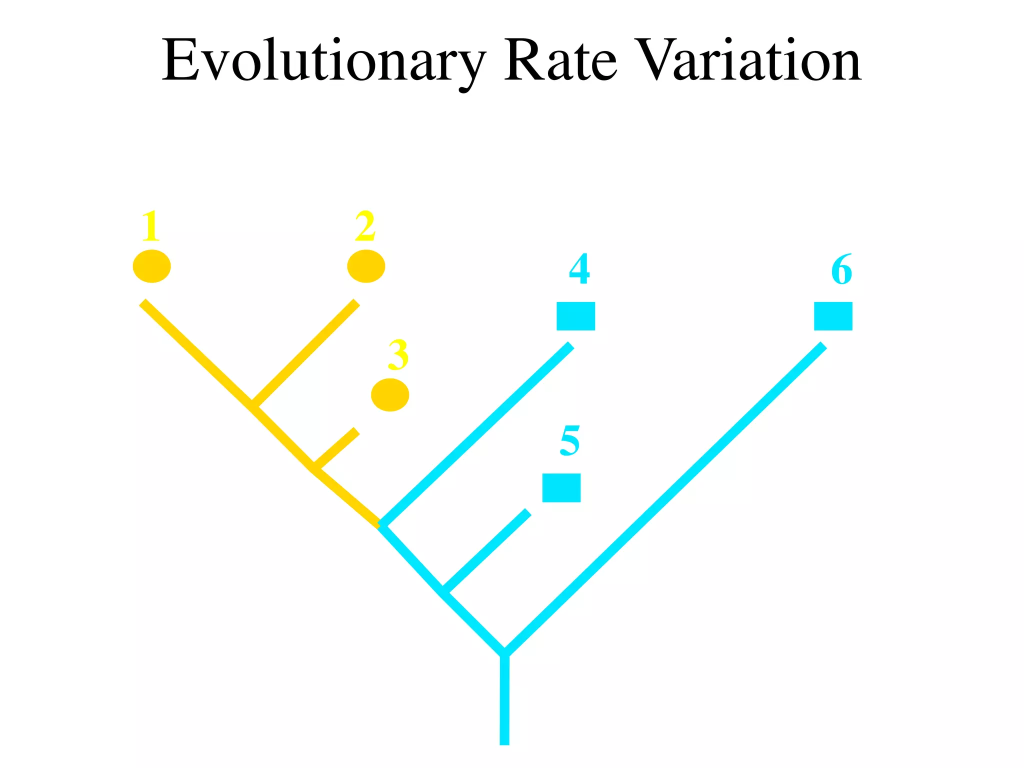 Evolutionary Rate Variation

1      2
               4         6
           3
               5
 