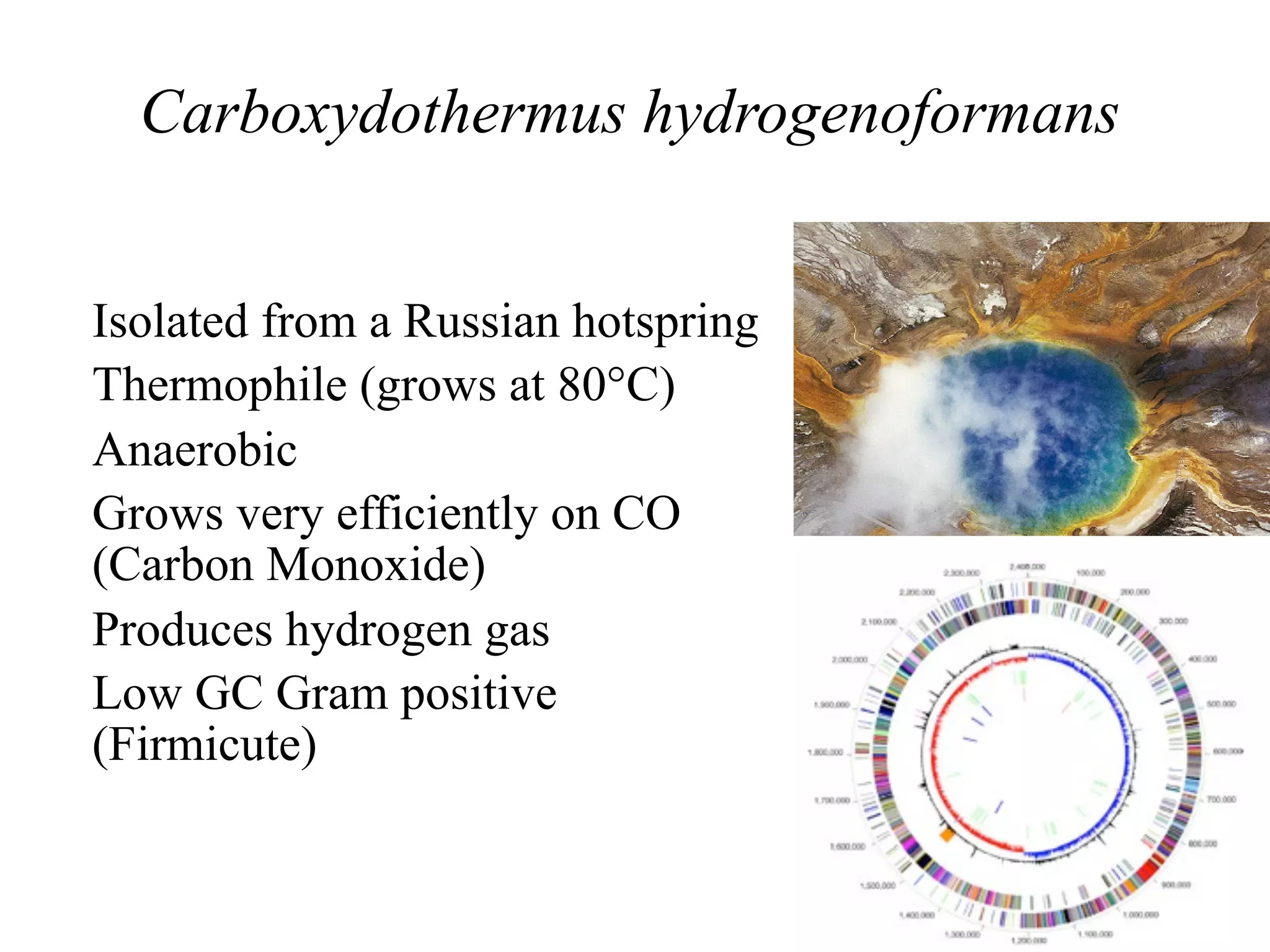 Carboxydothermus hydrogenoformans


• Isolated from a Russian hotspring
• Thermophile (grows at 80°C)
• Anaerobic
• Grows very efficiently on CO
  (Carbon Monoxide)
• Produces hydrogen gas
• Low GC Gram positive
  (Firmicute)
• Genome Determined (Wu et al.
  2005 PLoS Genetics 1: e65. )
 
