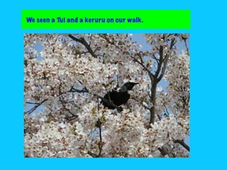 We seen a Tui and a keruru on our walk.

 