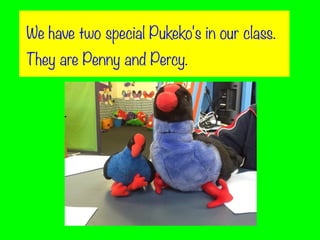 We have two special Pukeko's in our class.
They are Penny and Percy.

 