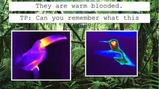 They are warm blooded.
TP: Can you remember what this
means?
 