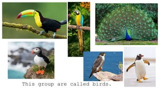 This group are called birds.
 