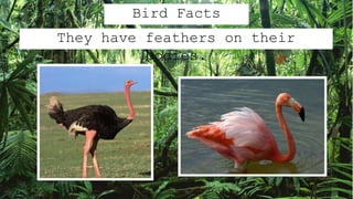 Bird Facts
They have feathers on their
bodies.
 