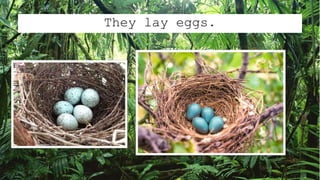 They lay eggs.
 