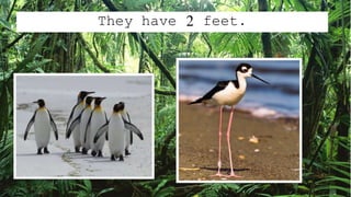They have 2 feet.
 