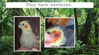 They have earholes.
 