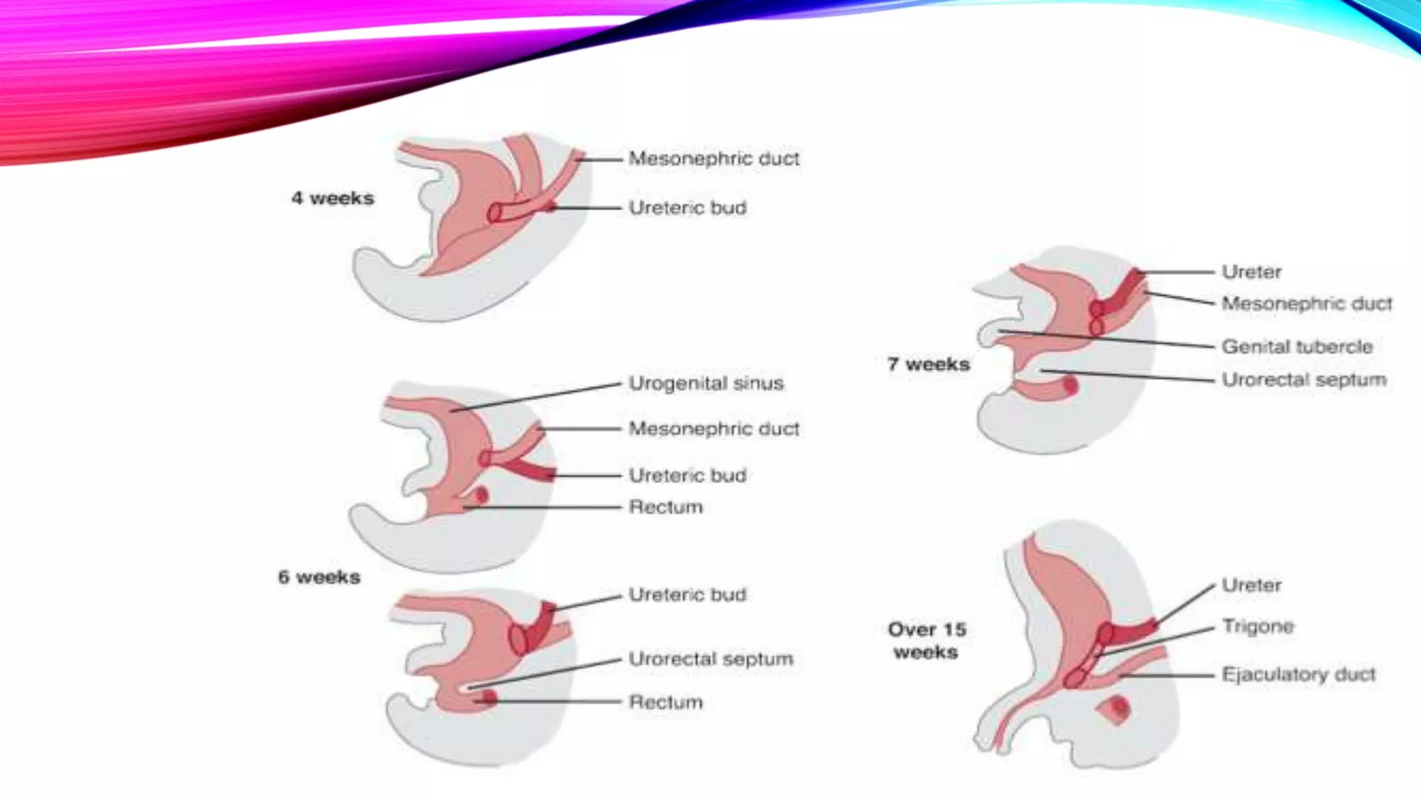 Development of Urinary Bladder | PPTX