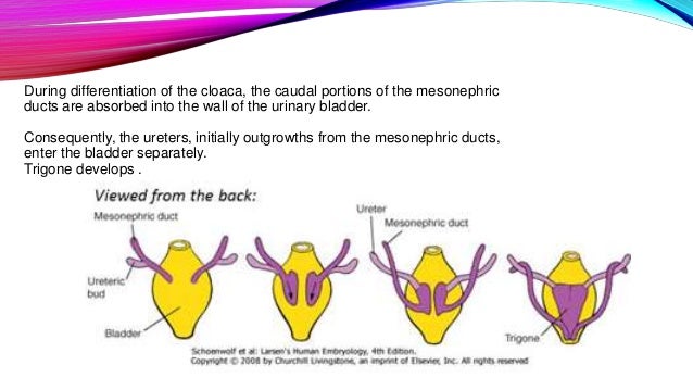 Development of Urinary Bladder