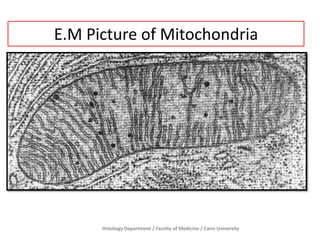 E.M Picture of Mitochondria

Histology Department / Faculty of Medicine / Cairo University

 