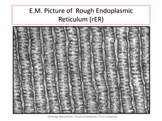 E.M. Picture of Rough Endoplasmic
Reticulum (rER)

Histology Department / Faculty of Medicine / Cairo University

 