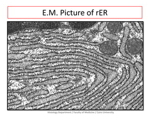 E.M. Picture of rER

Histology Department / Faculty of Medicine / Cairo University

 