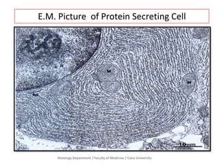 E.M. Picture of Protein Secreting Cell

Histology Department / Faculty of Medicine / Cairo University

 
