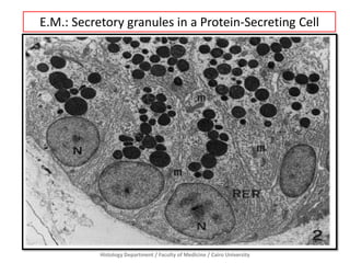 E.M.: Secretory granules in a Protein-Secreting Cell

Histology Department / Faculty of Medicine / Cairo University

 