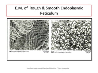 E.M. of Rough & Smooth Endoplasmic
Reticulum

Histology Department / Faculty of Medicine / Cairo University

 