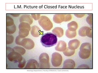 L.M. Picture of Closed Face Nucleus

Histology Department / Faculty of Medicine / Cairo University

 
