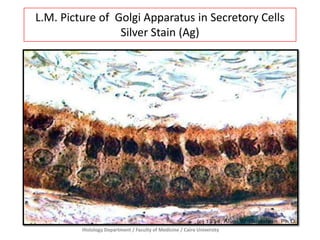L.M. Picture of Golgi Apparatus in Secretory Cells
Silver Stain (Ag)

Histology Department / Faculty of Medicine / Cairo University

 