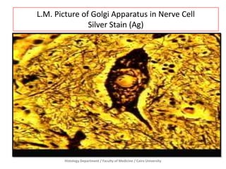 L.M. Picture of Golgi Apparatus in Nerve Cell
Silver Stain (Ag)

Histology Department / Faculty of Medicine / Cairo University

 